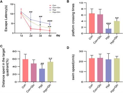 Glutamine ameliorates hyperoxia-induced hippocampal damage by attenuating inflammation and apoptosis via the MKP-1/MAPK signaling pathway in neonatal rats